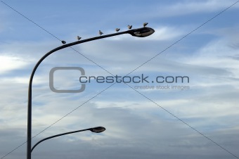 seagulls on street lantern
