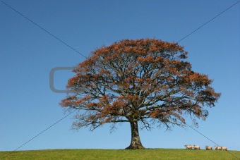 Autumnal Oak