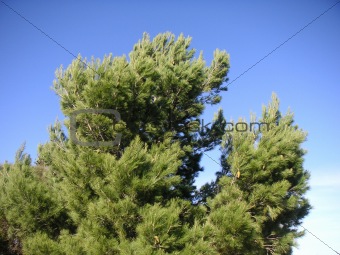Australian Pinecone Tree