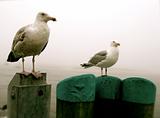 Cape Cod Seagulls on a foggy day.