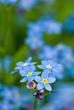 Group of wild forget-me-not flowers, selective focus.