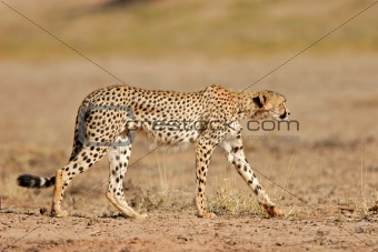 Stalking Cheetah
