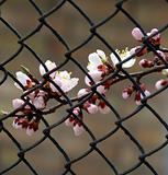 Branch of apricot with white flowers behind lattice