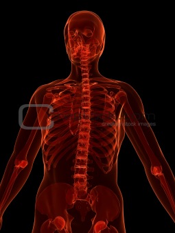 x-ray - skeletal torso