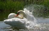 swan dive