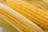 golden corn