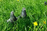 Curious pigeons