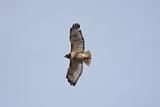 Red-tailed Hawk (buteo jamaicensis)