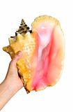 Holding seashell - clipping path