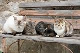 four cats