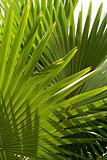 tropical vegetation