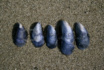 Blue mussels.