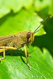 Grasshopper in green leves.