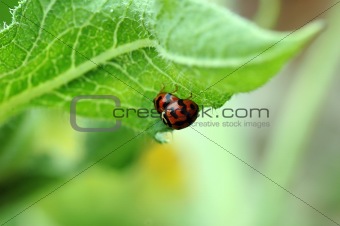 Ladybird Mating
