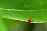 Ladybird Mating