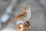 Brown Thrasher (Toxostoma rufum)