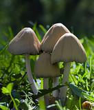 Close-up Wild Mushrooms