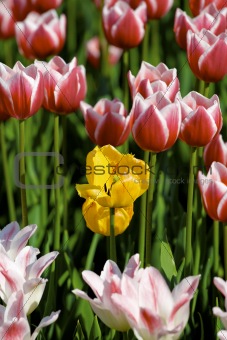 Many-coloured tulip