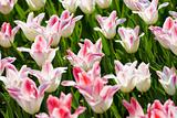 White-pink tulips