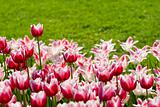 White-pink tulips