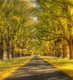dreamy autumn road
