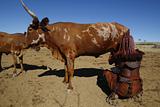Himba Cow and Woman