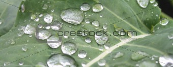 leaf bacgkround