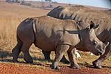 Baby Rhino walking.