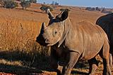 Baby Rhino walking.