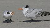 Baby Royal Tern With Mother