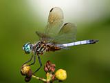 Blue Dasher Dragonfly On A Flower