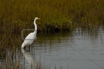Egret In Wetlands