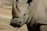Rhino Stare