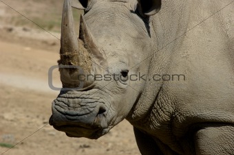Rhino Stare