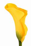 Beautiful yellow flower