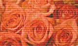 roses  brick wall