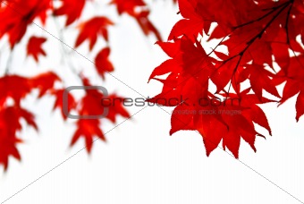Fall leaves background