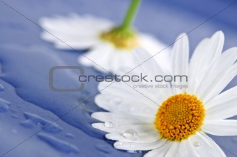 Daisy flowers with water drops