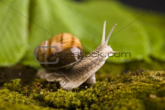 Snail at the garden