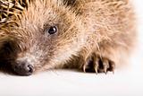 Autumnal animal - Hedgehog