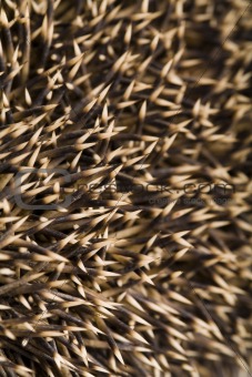 Hedgehog body