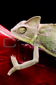 Red boot & Chameleon