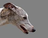 Greyhound head