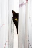 Peeking cat