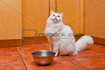 Cat waiting for food