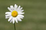Shasta Daisy (Leucanthemum x superbum)