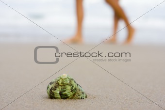 Shell on beach