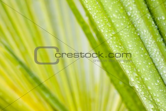 Drops of water on leaf of a palmtree
