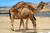 Baby camel near mother camel in the desert
