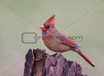 Northern Cardinal (cardinalis cardinalis)